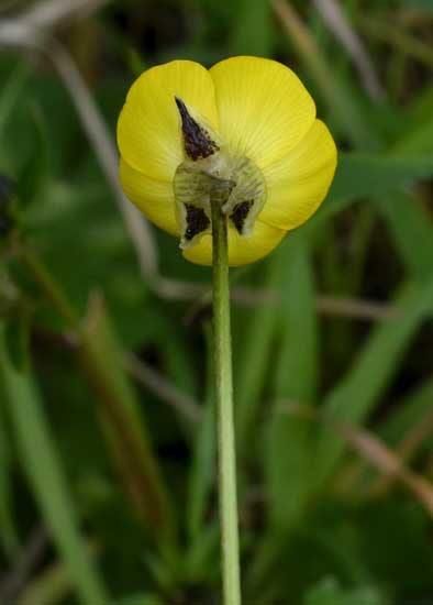 Quale ranuncolo?  Ranunculus neapolitanus