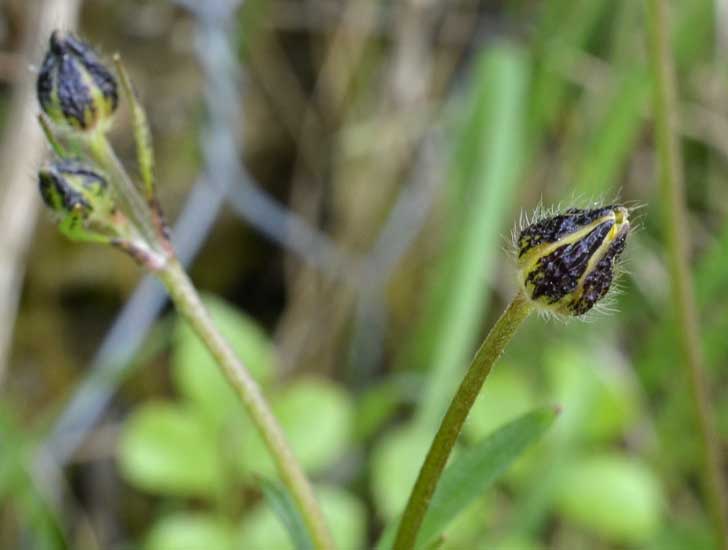 Quale ranuncolo?  Ranunculus neapolitanus