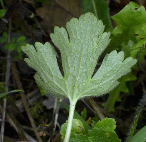 Quale ranuncolo?  Ranunculus neapolitanus