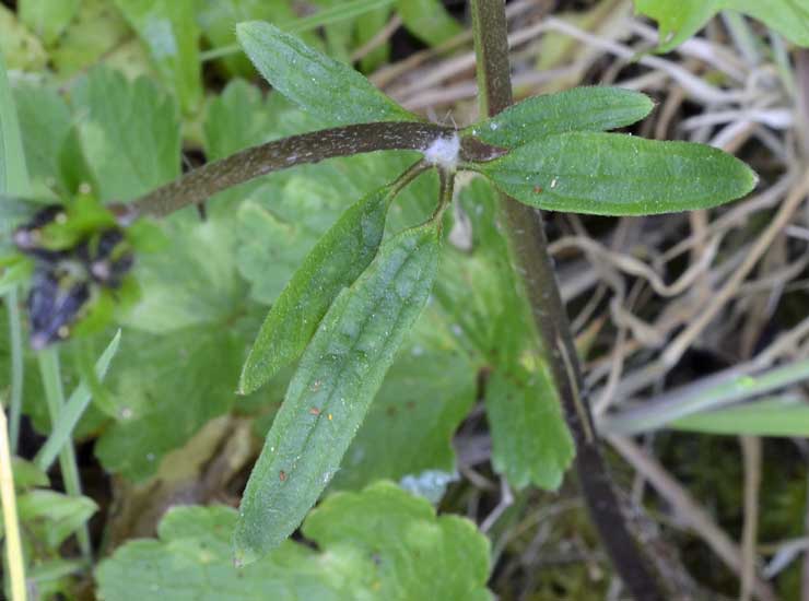 Quale ranuncolo?  Ranunculus neapolitanus