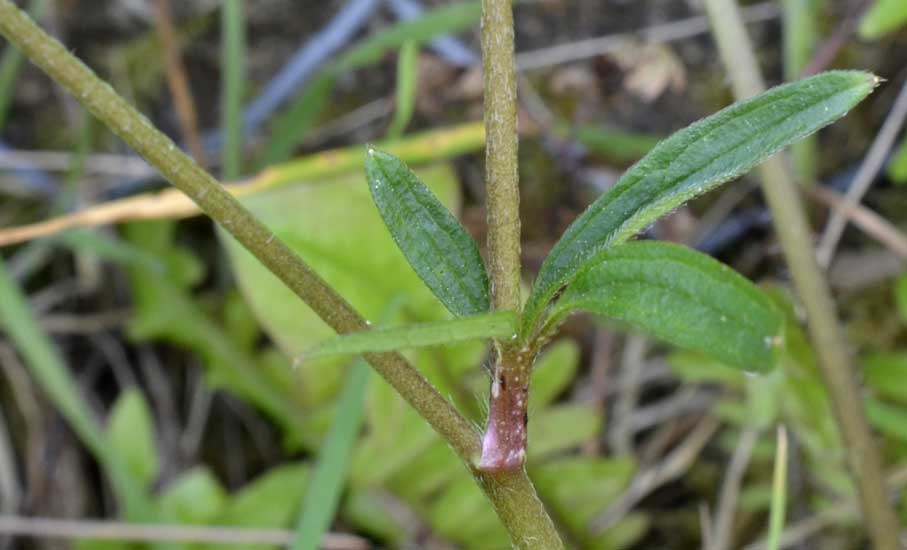 Quale ranuncolo?  Ranunculus neapolitanus