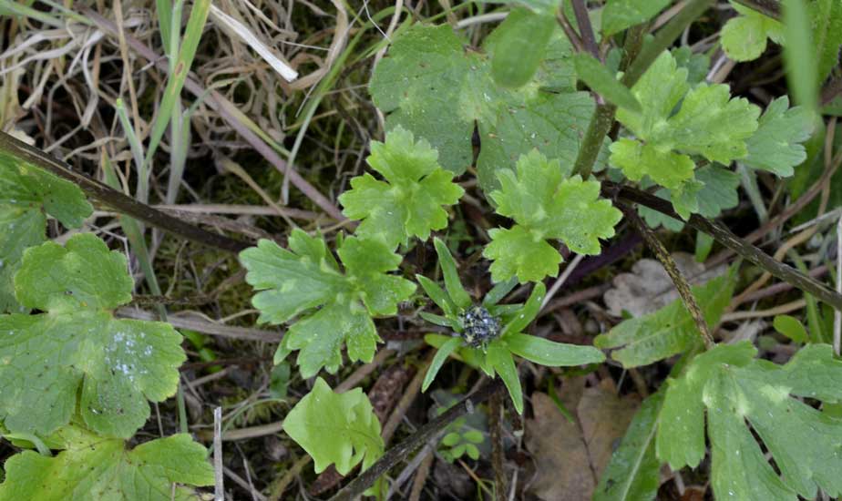 Quale ranuncolo?  Ranunculus neapolitanus