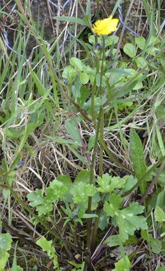 Quale ranuncolo?  Ranunculus neapolitanus