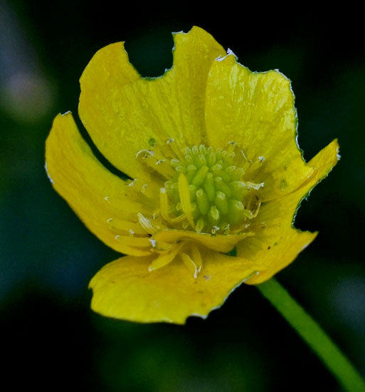 Quale ranuncolo?  Ranunculus neapolitanus