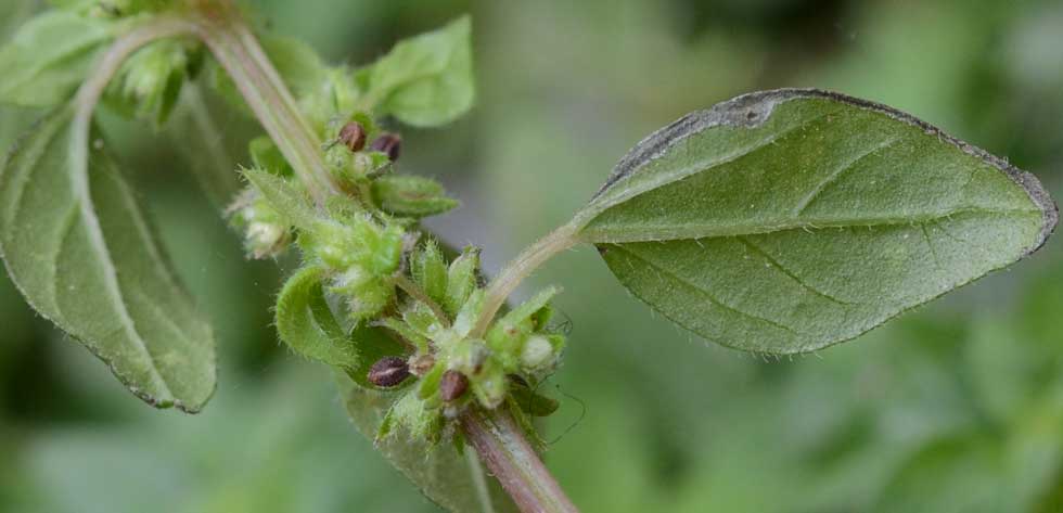 sul muretto:  Parietaria lusitanica