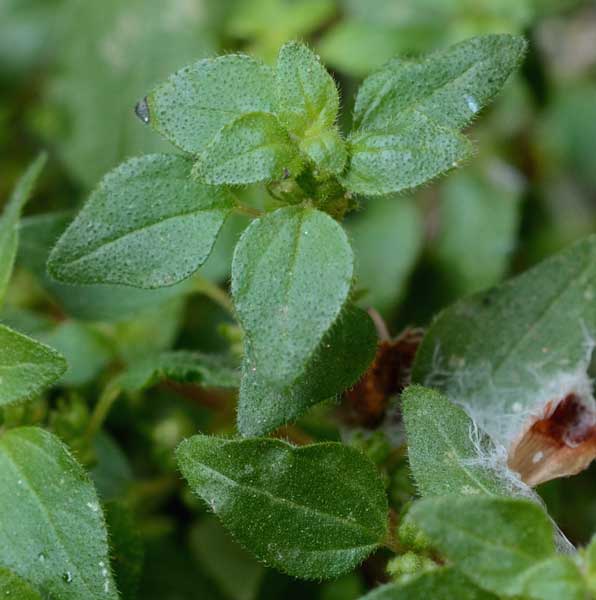 sul muretto:  Parietaria lusitanica