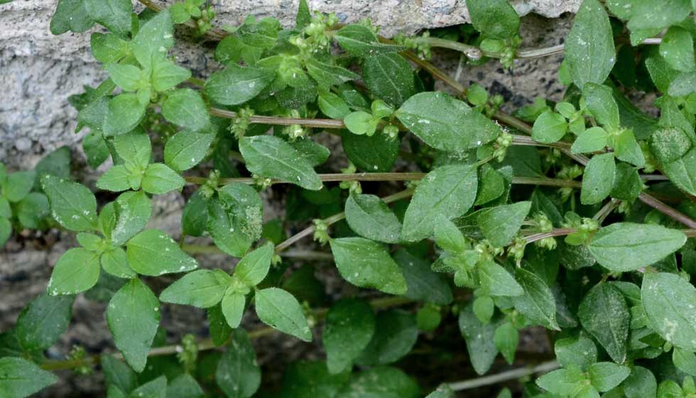 sul muretto:  Parietaria lusitanica