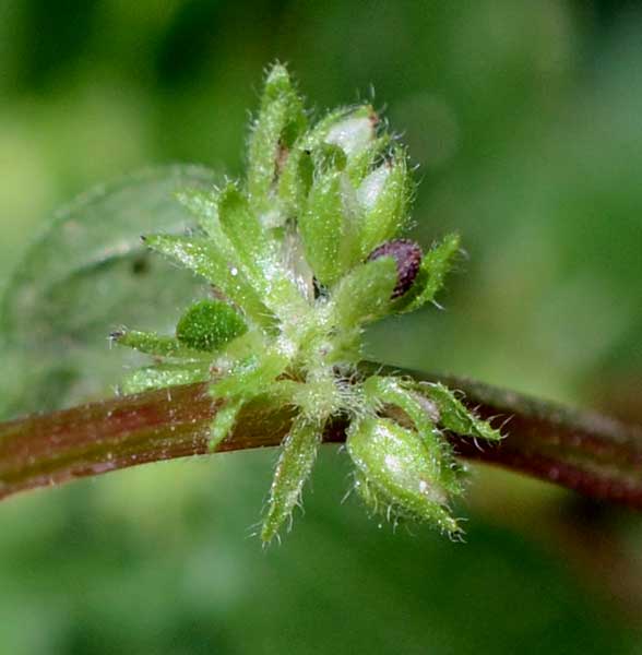 sul muretto:  Parietaria lusitanica