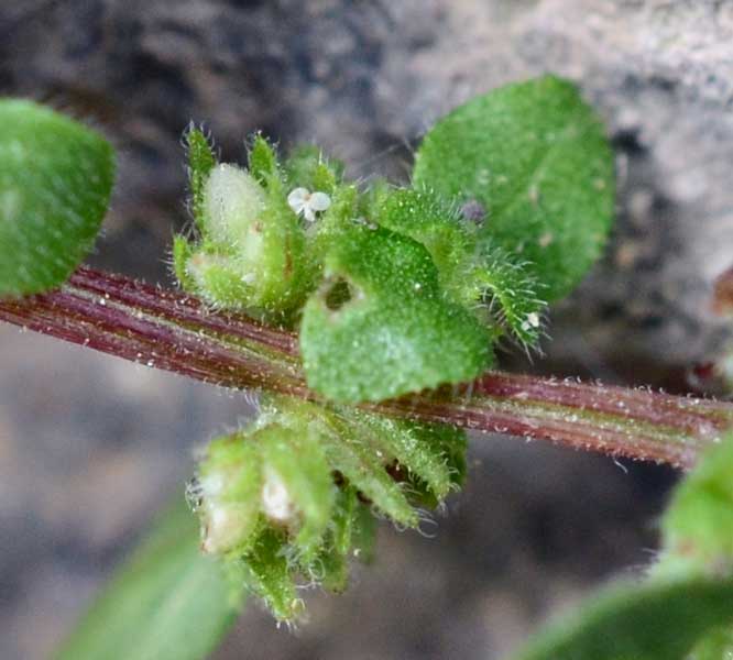 sul muretto:  Parietaria lusitanica