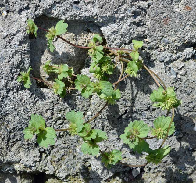 Lamium amplexicaule