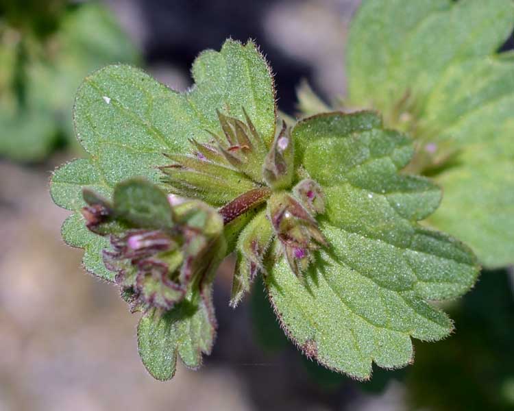 Lamium amplexicaule