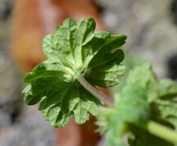 Lamium amplexicaule