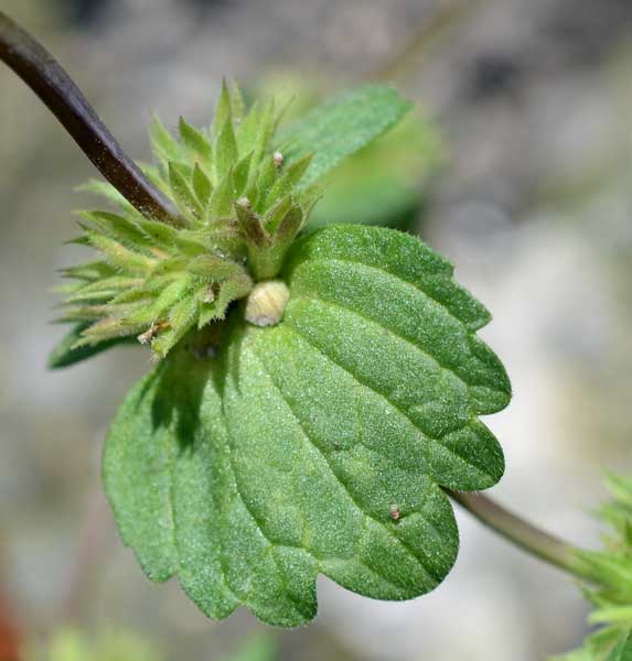 Lamium amplexicaule