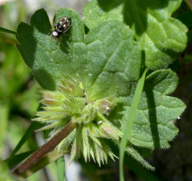 Lamium amplexicaule