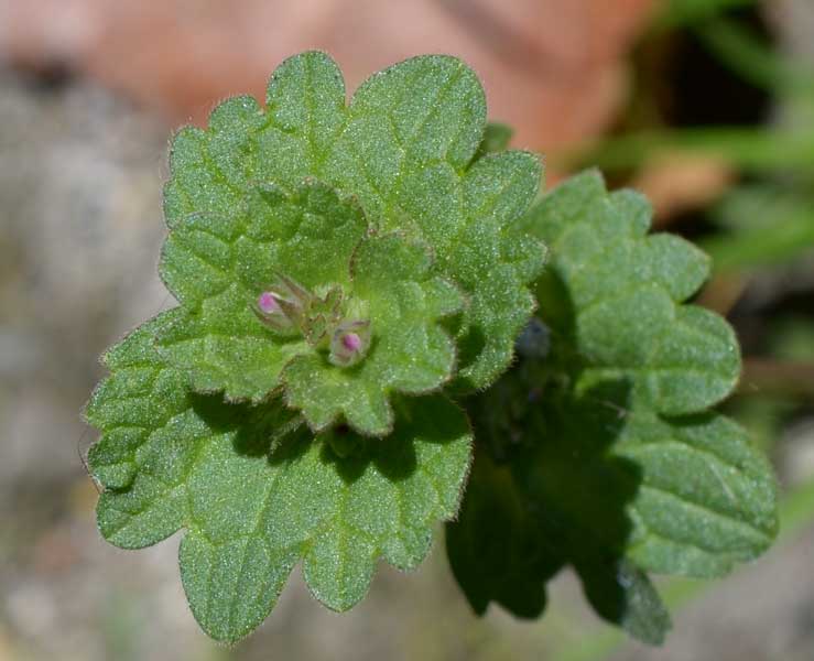 Lamium amplexicaule