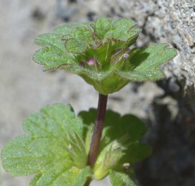 Lamium amplexicaule