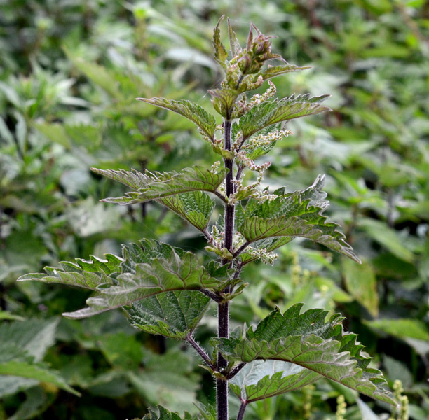 Urtica dioica / Ortica comune