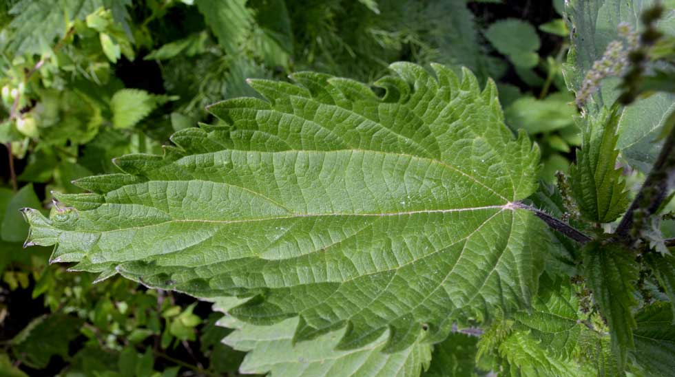 Urtica dioica / Ortica comune