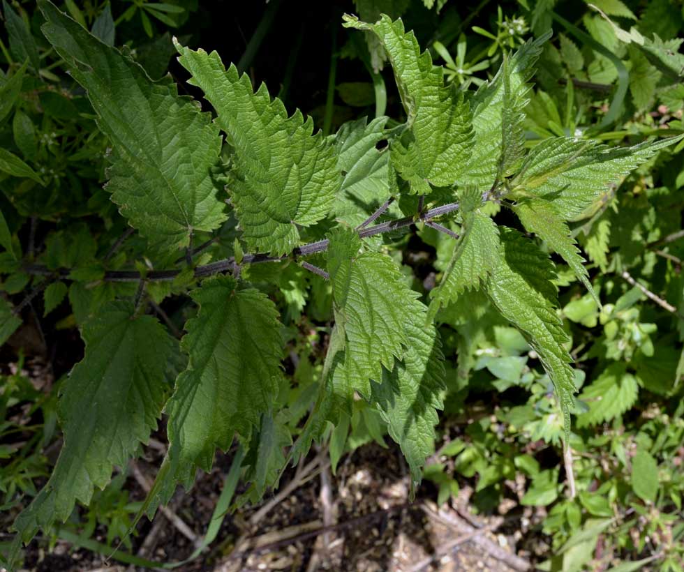 Urtica dioica / Ortica comune