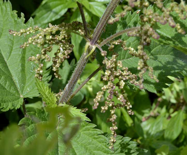 Urtica dioica / Ortica comune