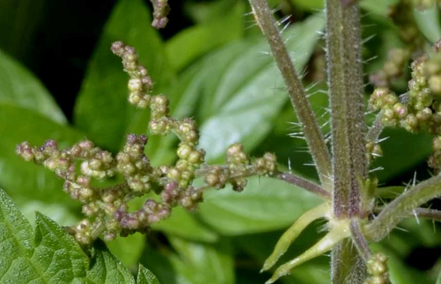 Urtica dioica / Ortica comune