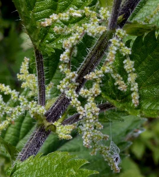 Urtica dioica / Ortica comune