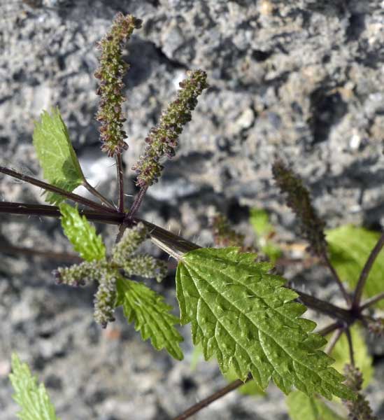 Urtica urens / Ortica minore