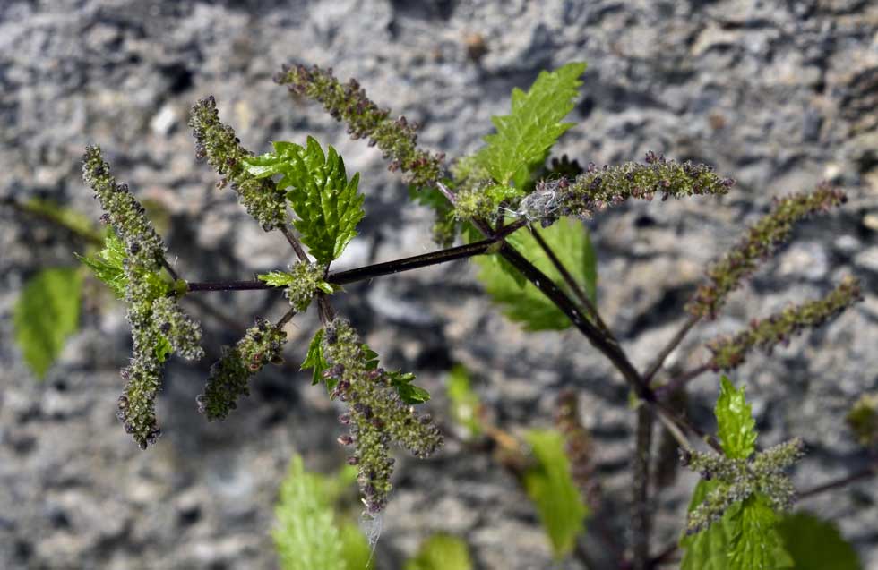 Urtica urens / Ortica minore