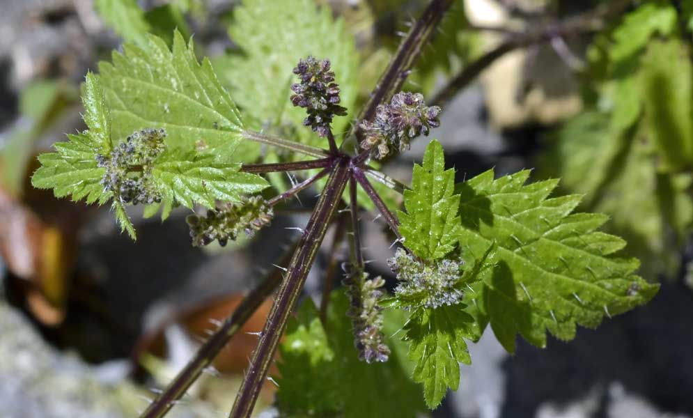 Urtica urens / Ortica minore