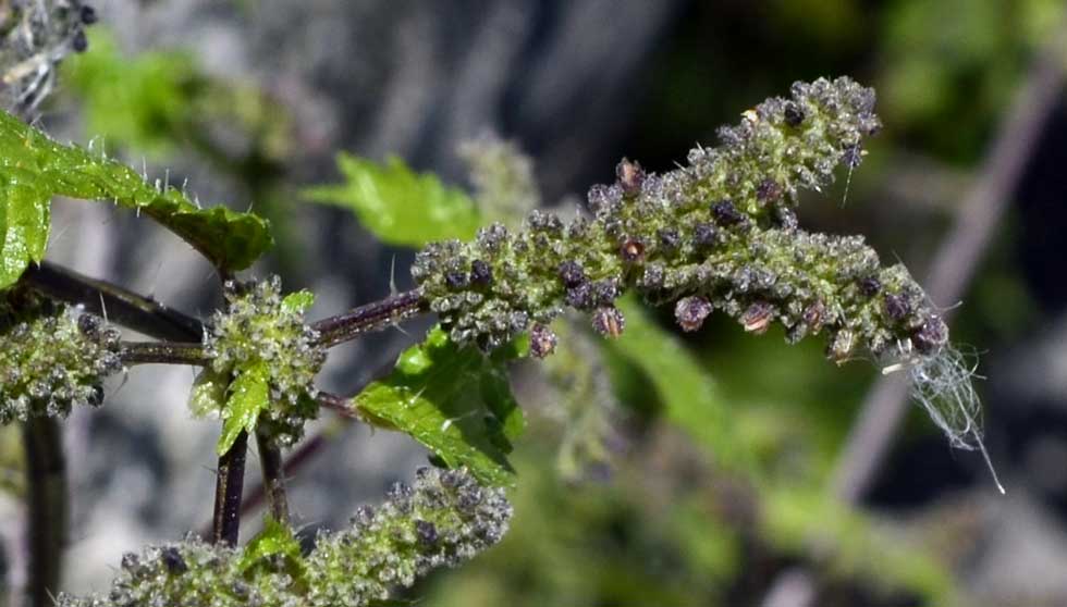 Urtica urens / Ortica minore