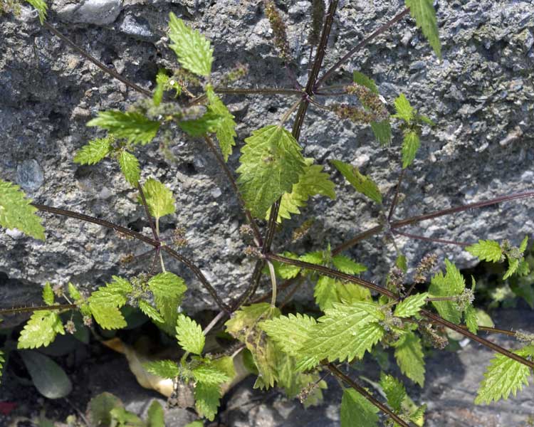 Urtica urens / Ortica minore