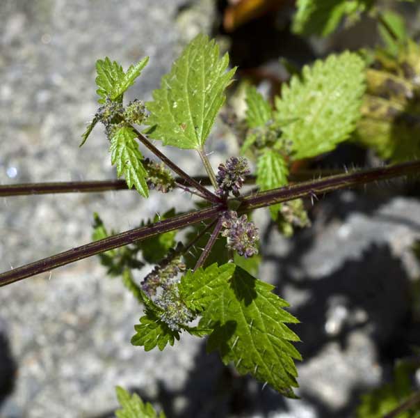 Urtica urens / Ortica minore