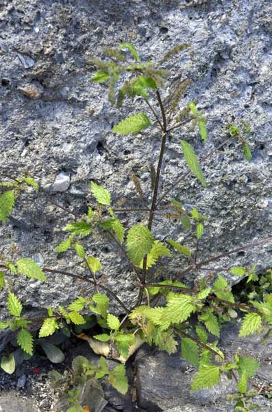 Urtica urens / Ortica minore