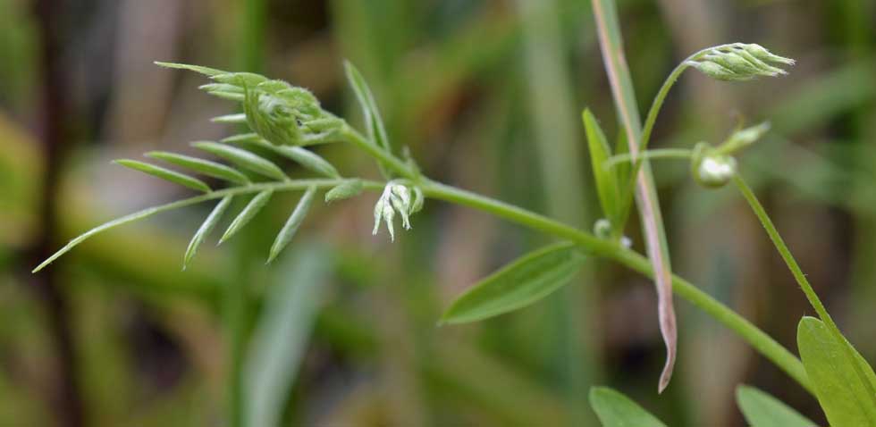 le mie passeggiate: Ervum pubescens (= Vicia pubescens)