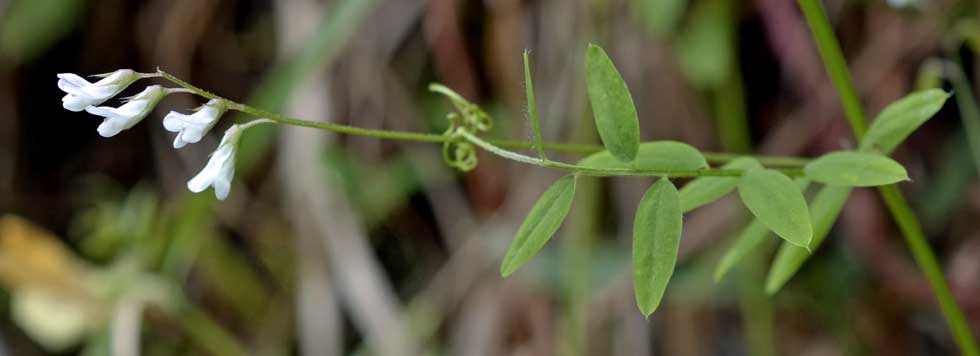 le mie passeggiate: Ervum pubescens (= Vicia pubescens)