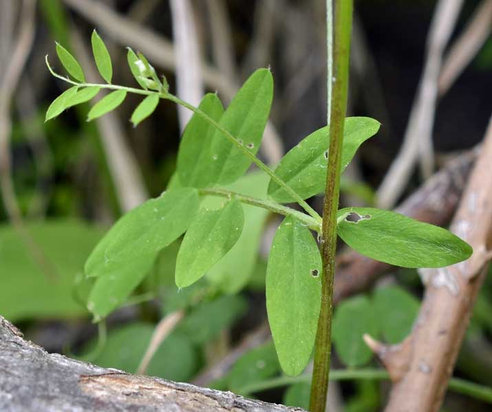 le mie passeggiate: Ervum pubescens (= Vicia pubescens)