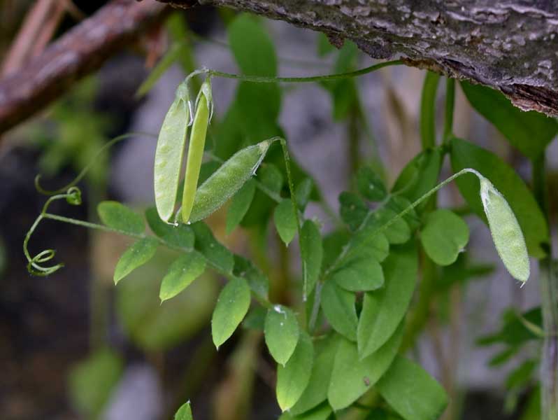 le mie passeggiate: Ervum pubescens (= Vicia pubescens)