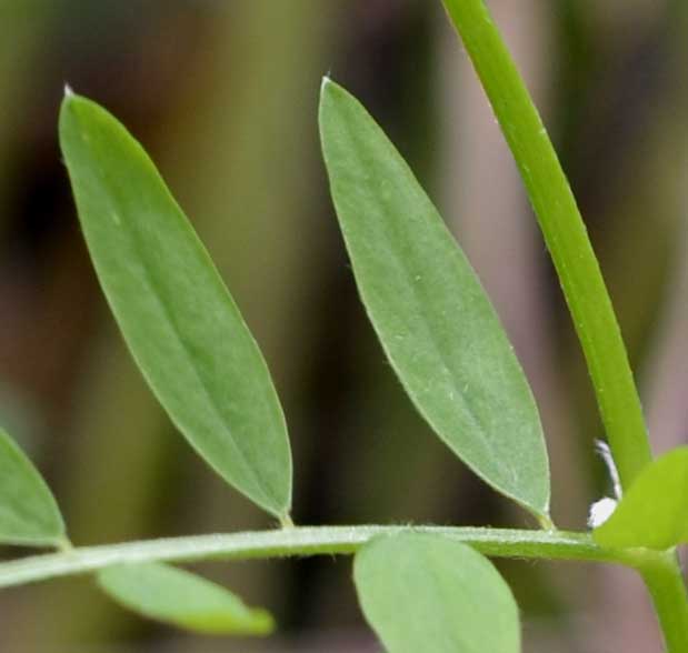 le mie passeggiate: Ervum pubescens (= Vicia pubescens)