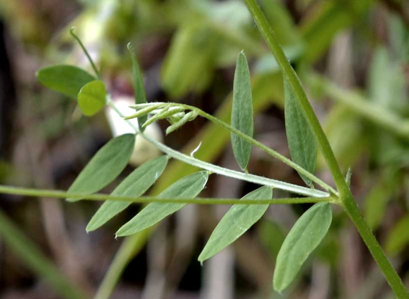 le mie passeggiate: Ervum pubescens (= Vicia pubescens)