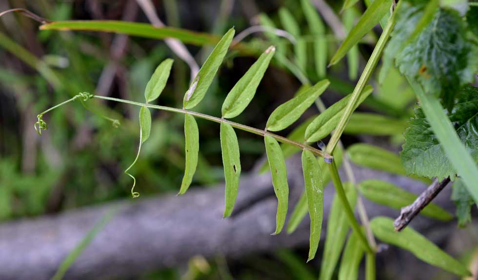 le mie passeggiate: Ervum pubescens (= Vicia pubescens)