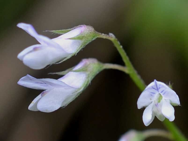 le mie passeggiate: Ervum pubescens (= Vicia pubescens)