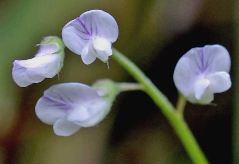 le mie passeggiate: Ervum pubescens (= Vicia pubescens)