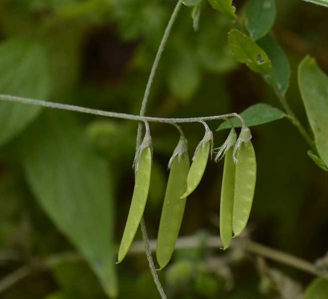 le mie passeggiate: Ervum pubescens (= Vicia pubescens)