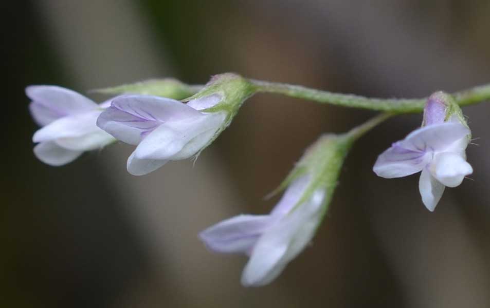 le mie passeggiate: Ervum pubescens (= Vicia pubescens)