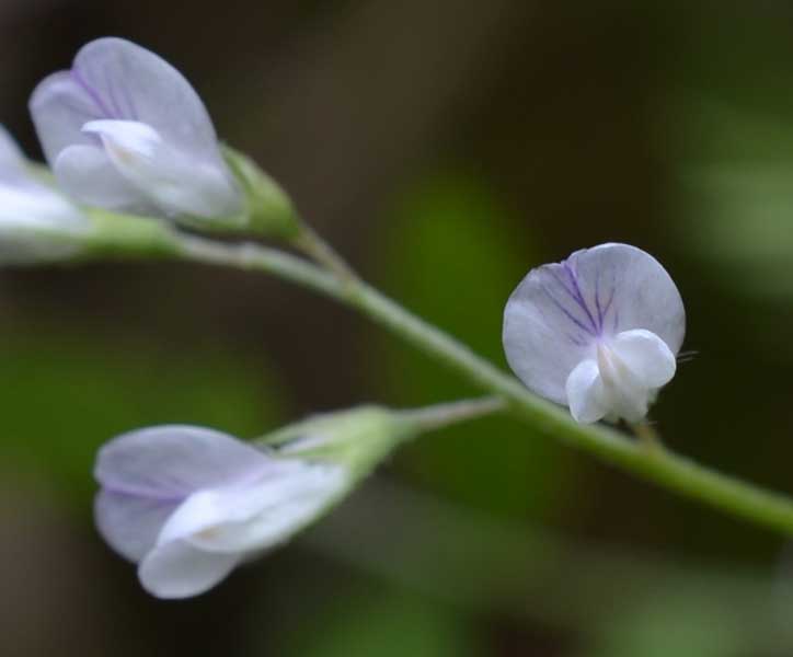 le mie passeggiate: Ervum pubescens (= Vicia pubescens)