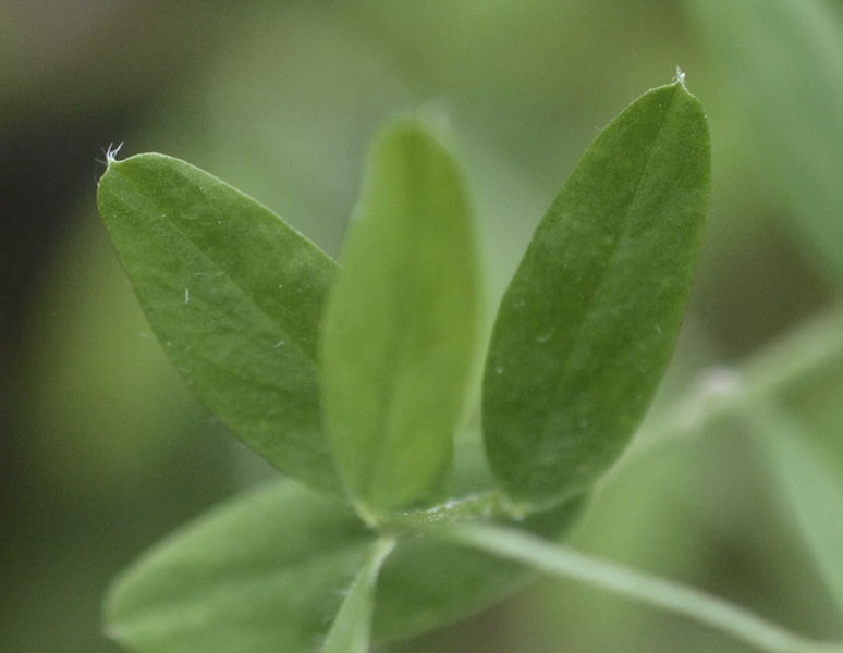 le mie passeggiate: Ervum pubescens (= Vicia pubescens)