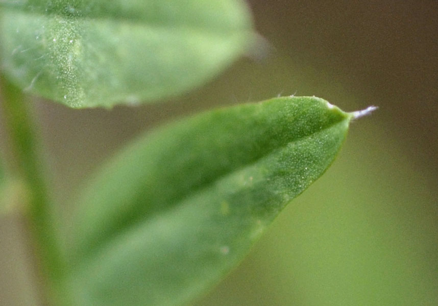 le mie passeggiate: Ervum pubescens (= Vicia pubescens)