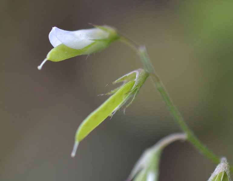 le mie passeggiate: Ervum pubescens (= Vicia pubescens)