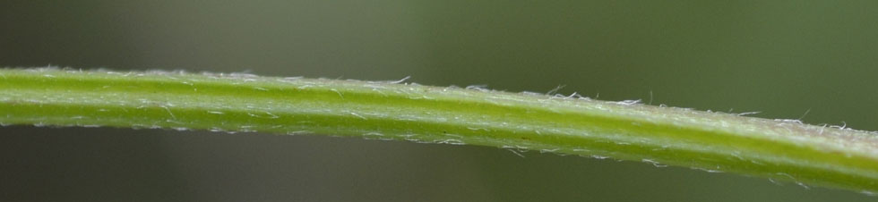 le mie passeggiate: Ervum pubescens (= Vicia pubescens)