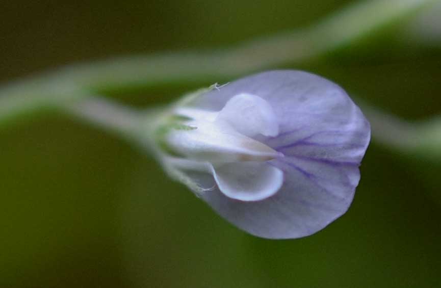 le mie passeggiate: Ervum pubescens (= Vicia pubescens)